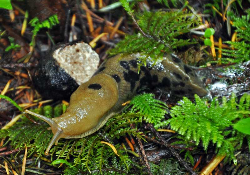 Truffles in the Pacific Northwest Mushroaming Daniel Winkler's